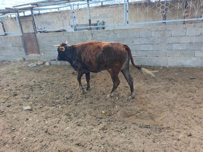 Sygyr. - Balkanabat - img 3