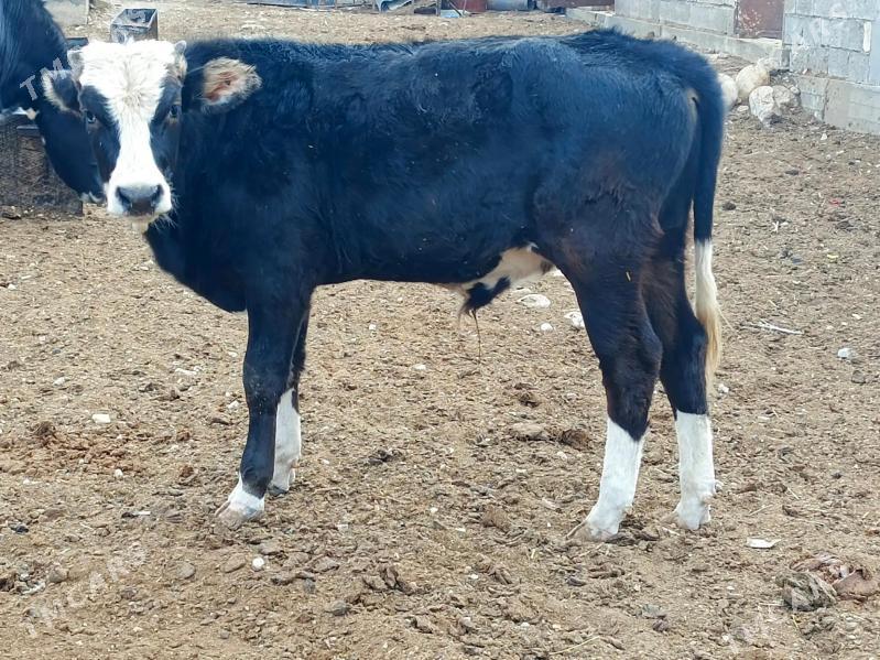 Okuz - Balkanabat - img 3