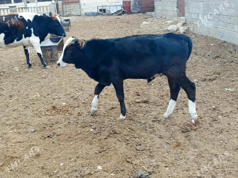 Okuz - Balkanabat - img 2