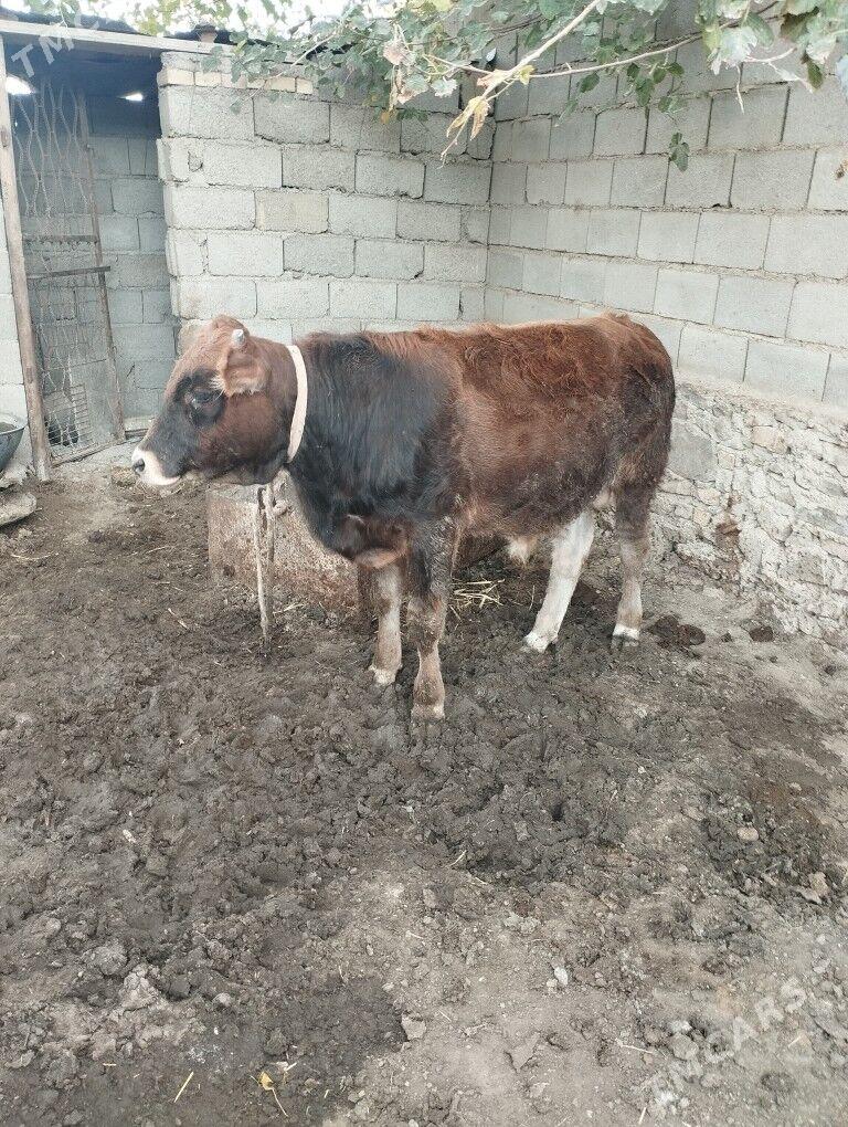 sygyr ökizce - Bereket - img 2