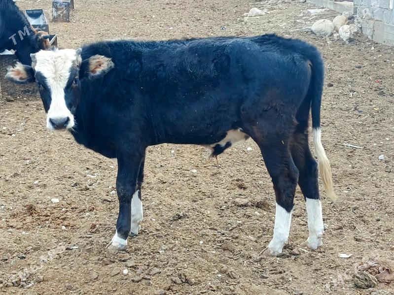 Okuz - Balkanabat - img 1