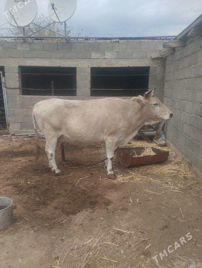 sygyr ökizce - Bereket - img 1