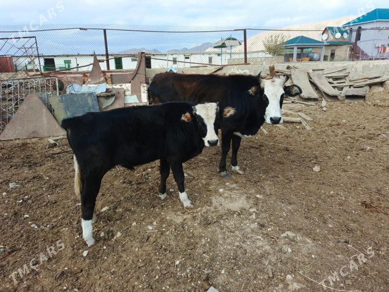 Okuz - Balkanabat - img 4