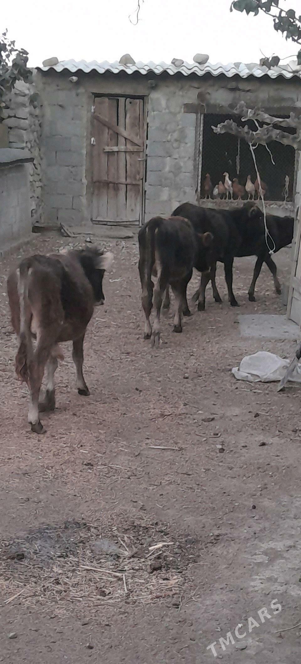 öküz. - Бахарден - img 3