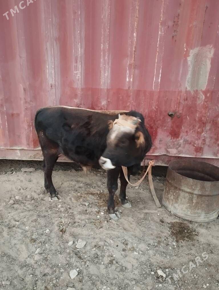 okuz - Туркменбаши - img 4