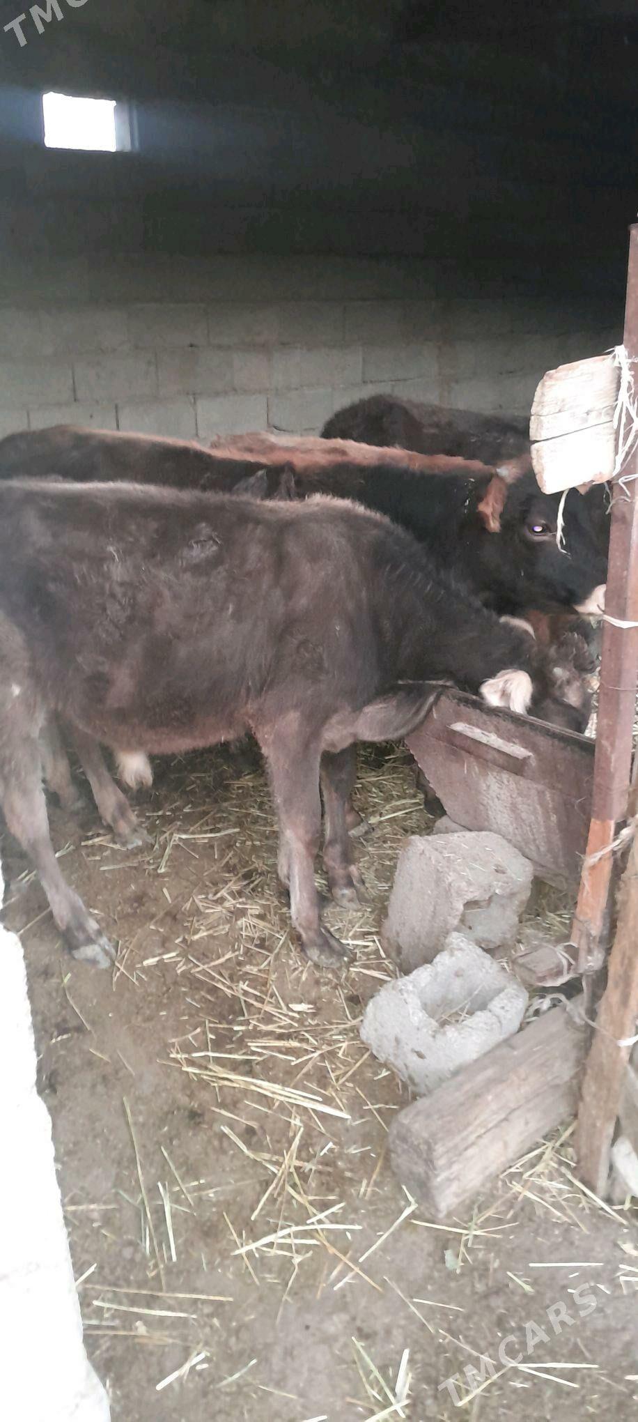 öküz. - Бахарден - img 2