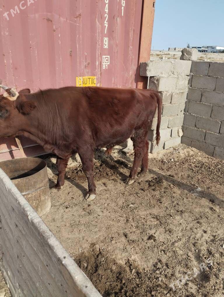 okuz - Туркменбаши - img 3