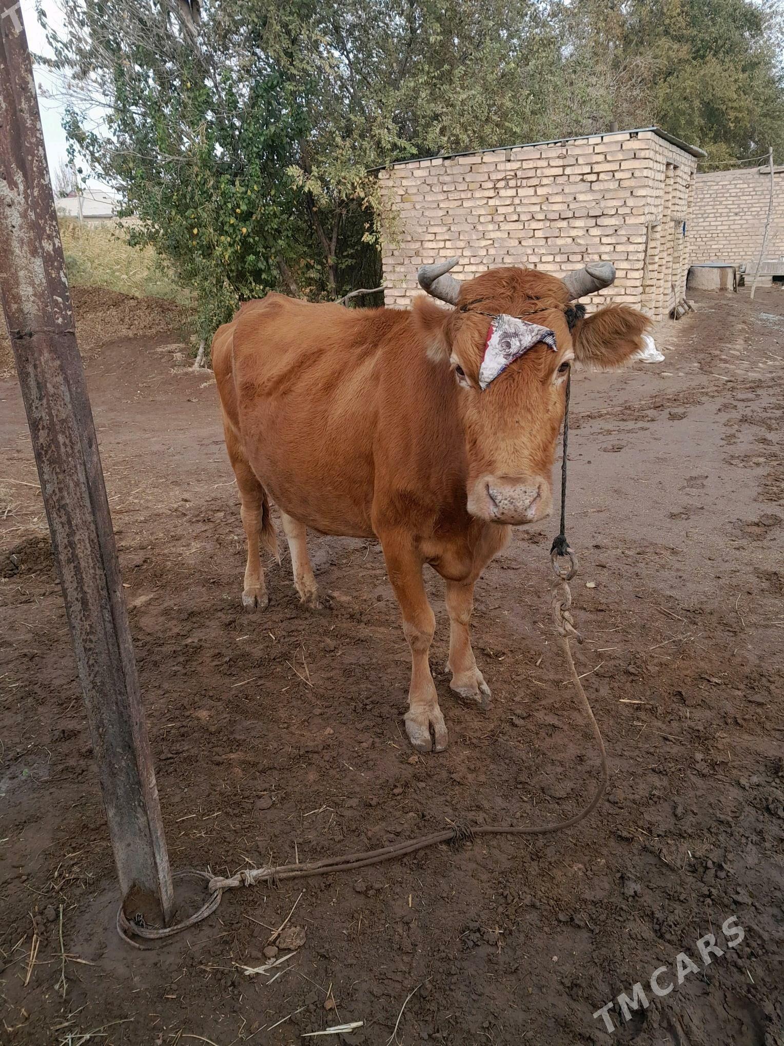 göleli sygyr - Babadaýhan - img 2