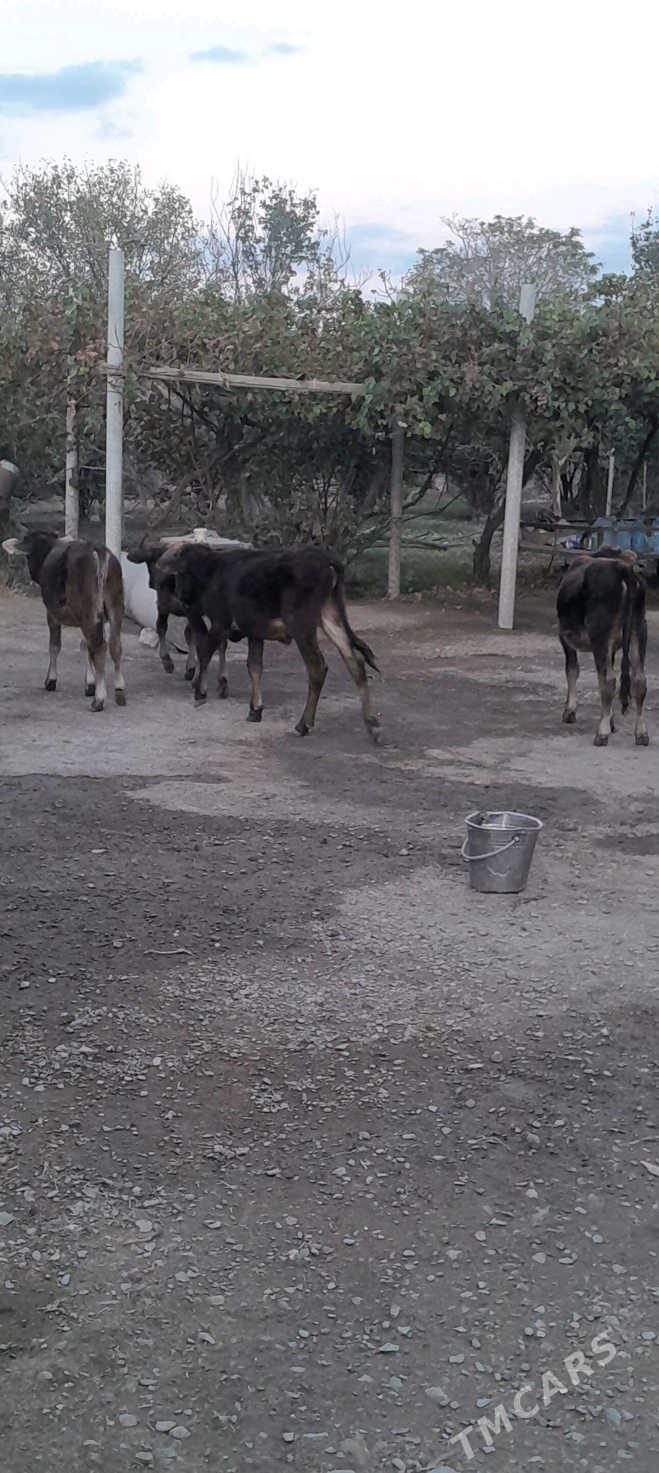 öküz. - Бахарден - img 4