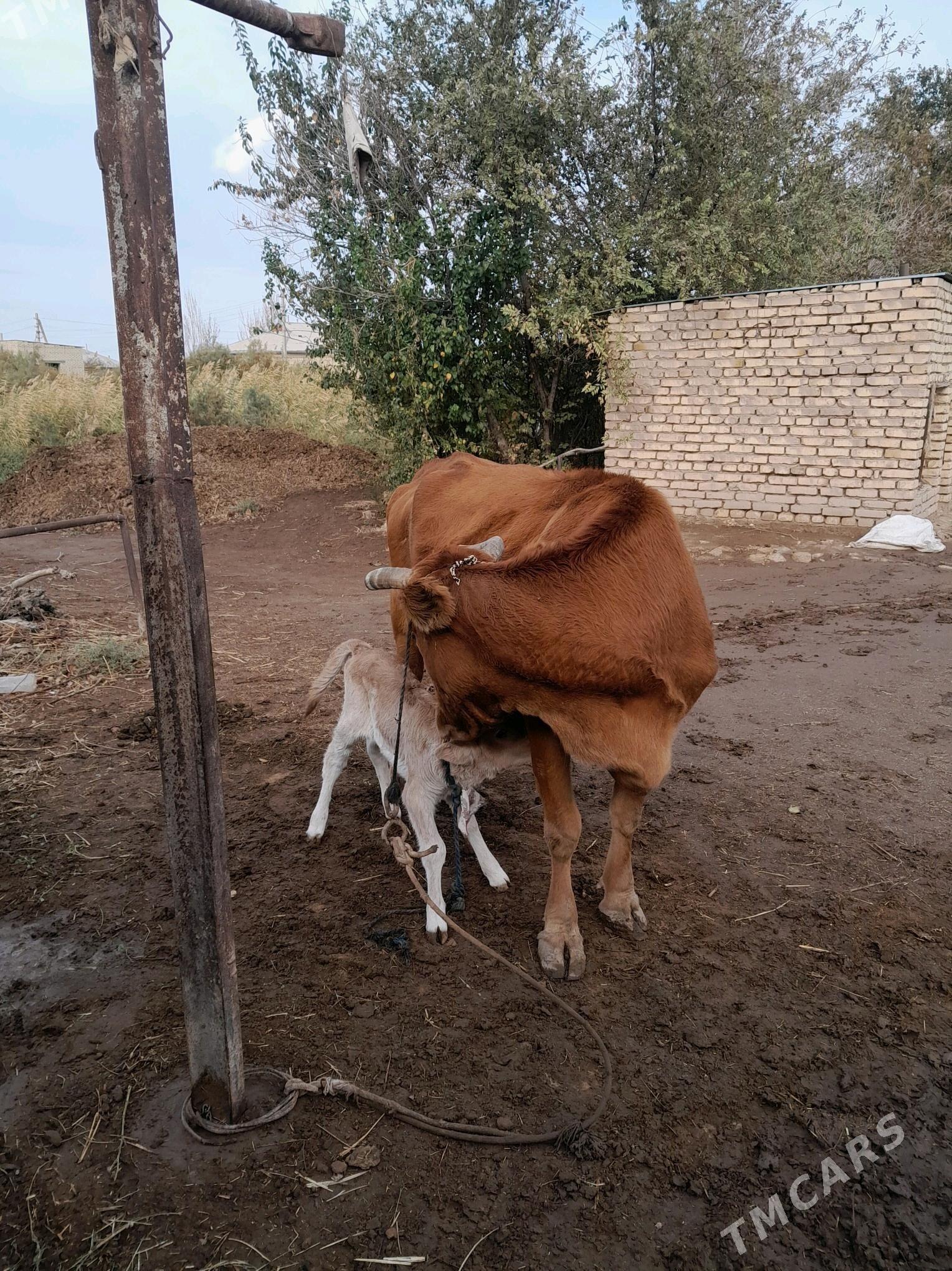 göleli sygyr - Babadaýhan - img 3