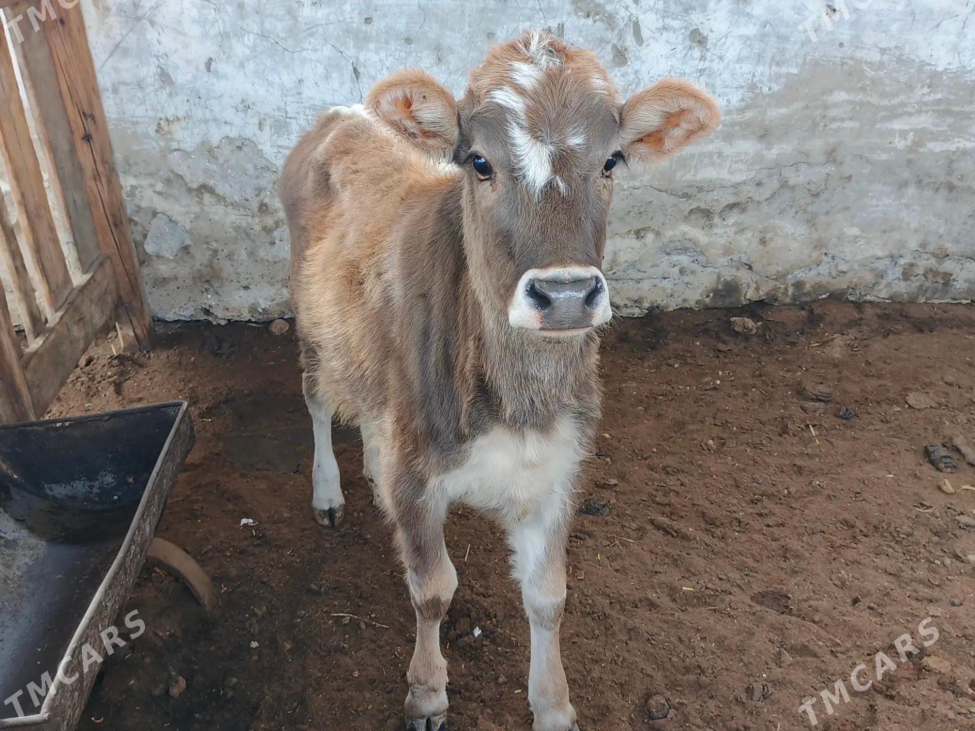 Tuwe - Балканабат - img 1