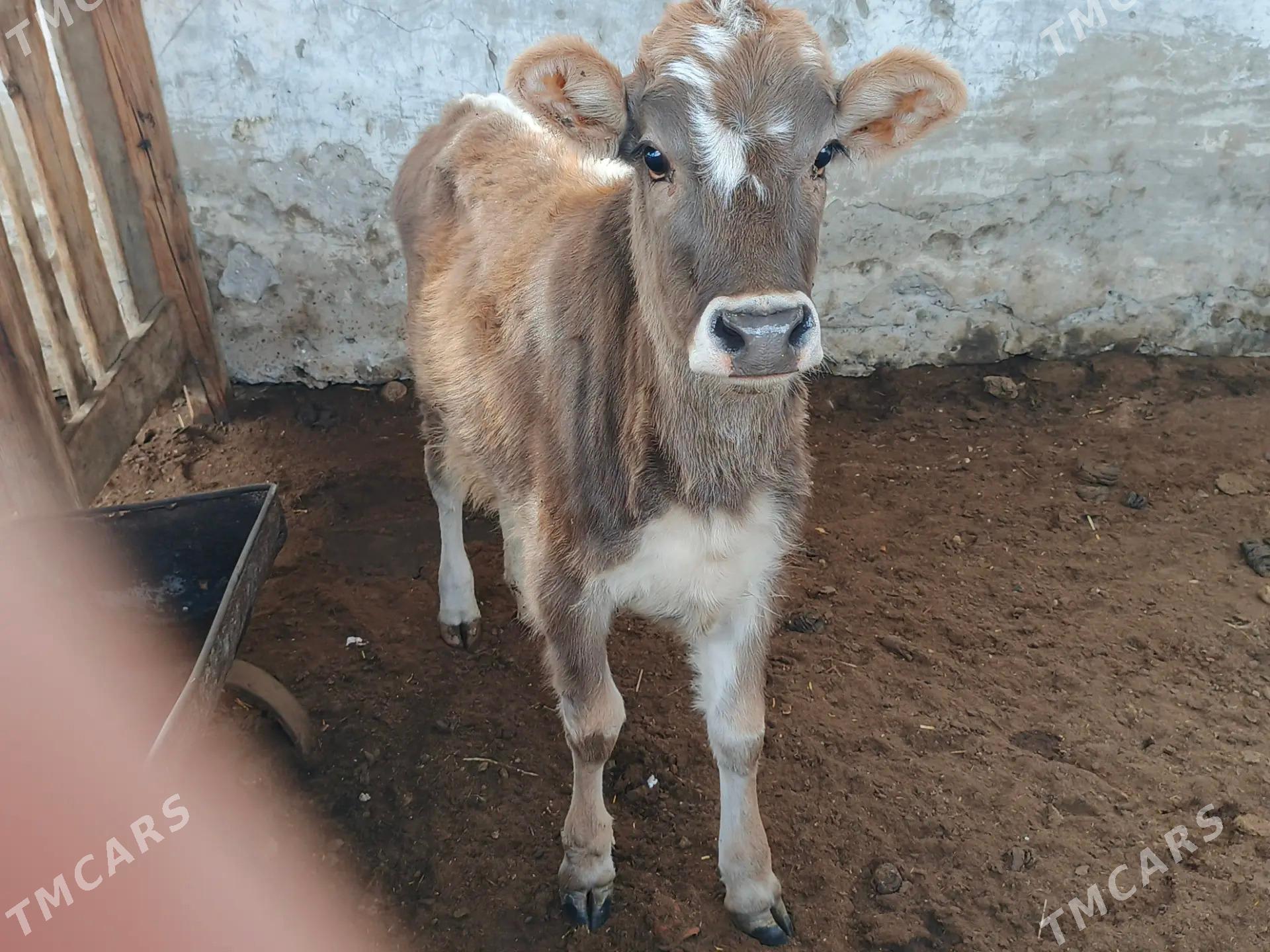 Tuwe - Балканабат - img 2