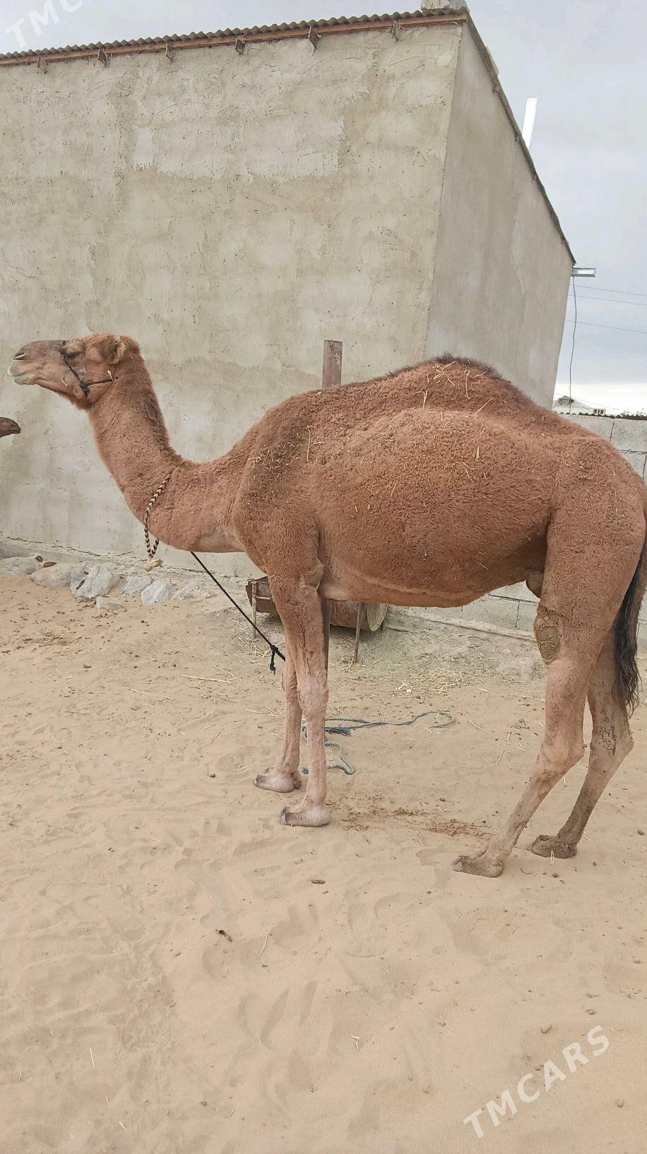 duye - Bäherden - img 1