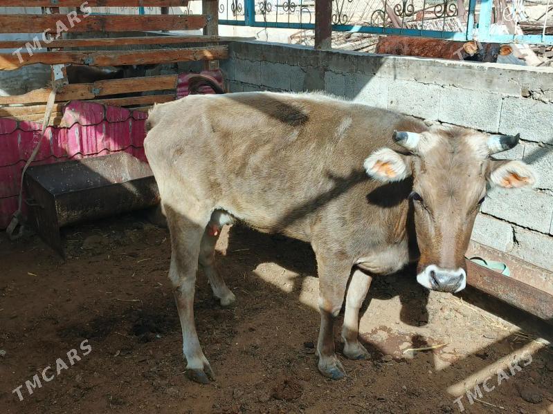 sygyr - Балканабат - img 2