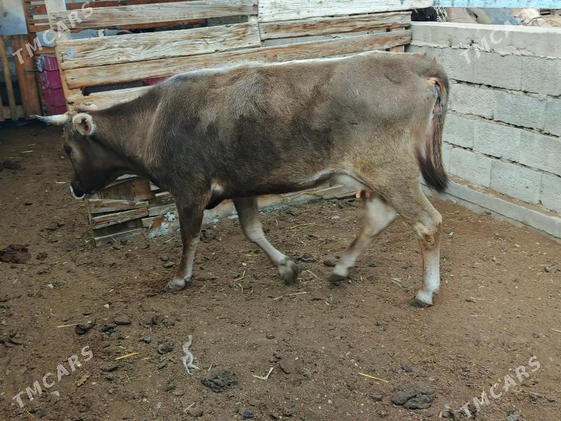 sygyr - Балканабат - img 3