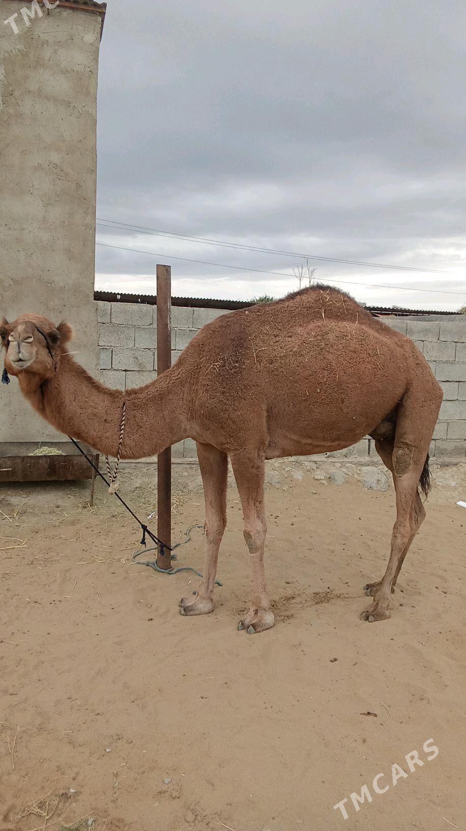 duye - Bäherden - img 3