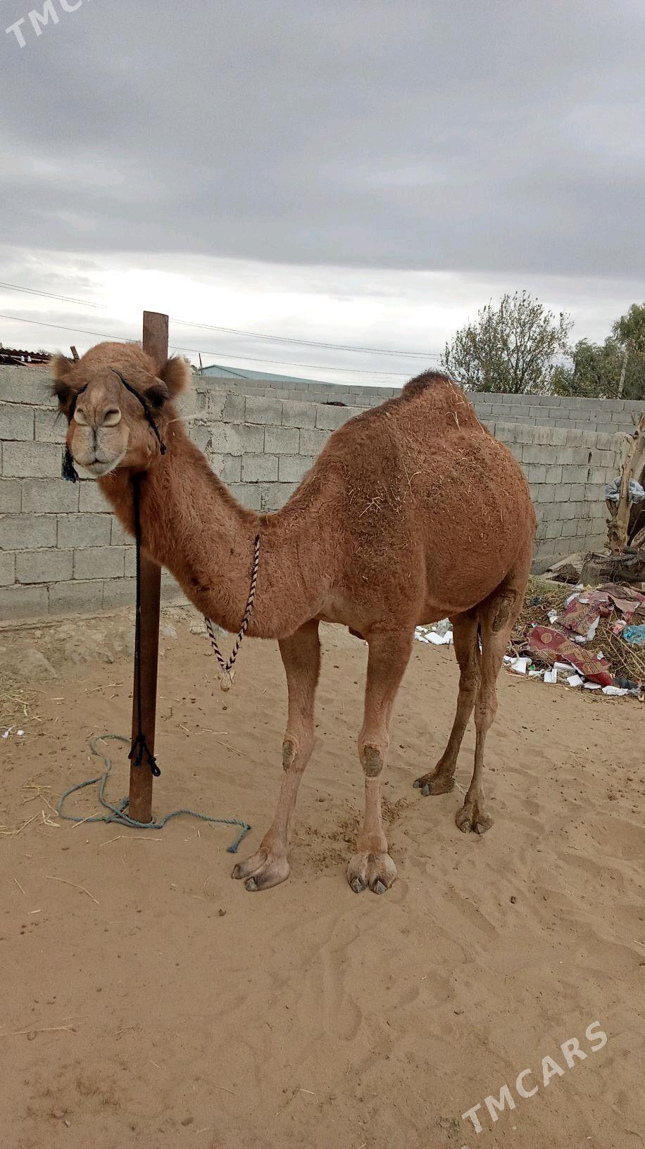 duye - Bäherden - img 2