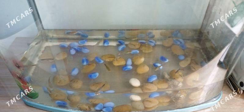 Akwaryum - Änew - img 2