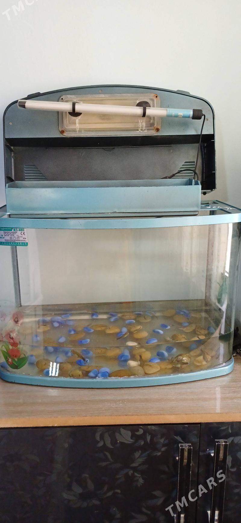 Akwaryum - Änew - img 1