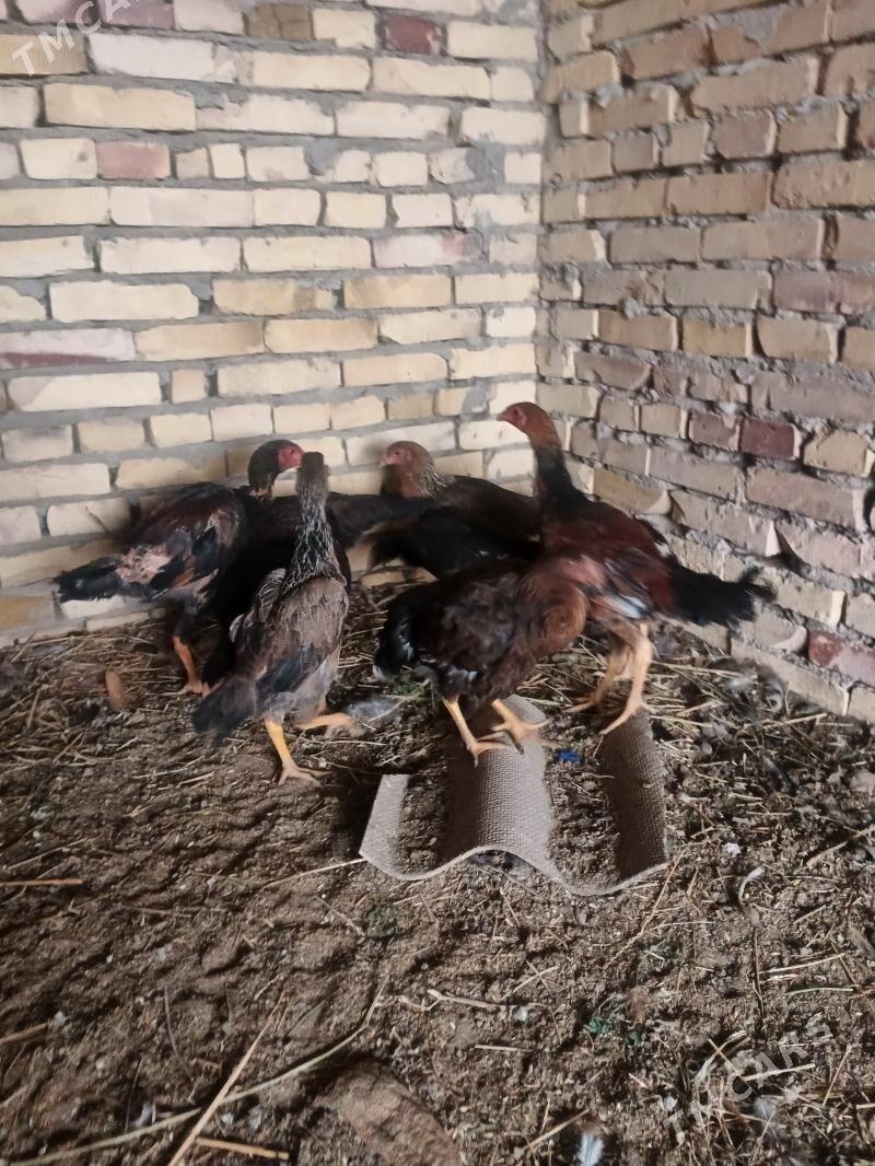 Induk. juyjeler. - Saýat - img 9