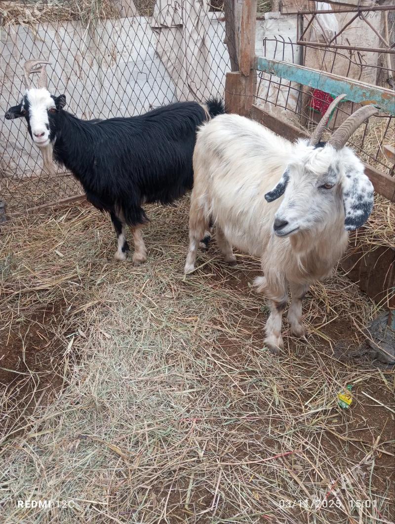 geçiller - Farap - img 3