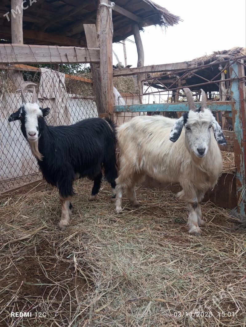 geçiller - Farap - img 4