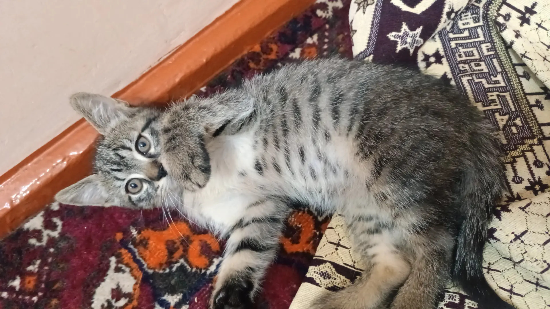 Продаю хорошие руки - Türkmenabat - img 3