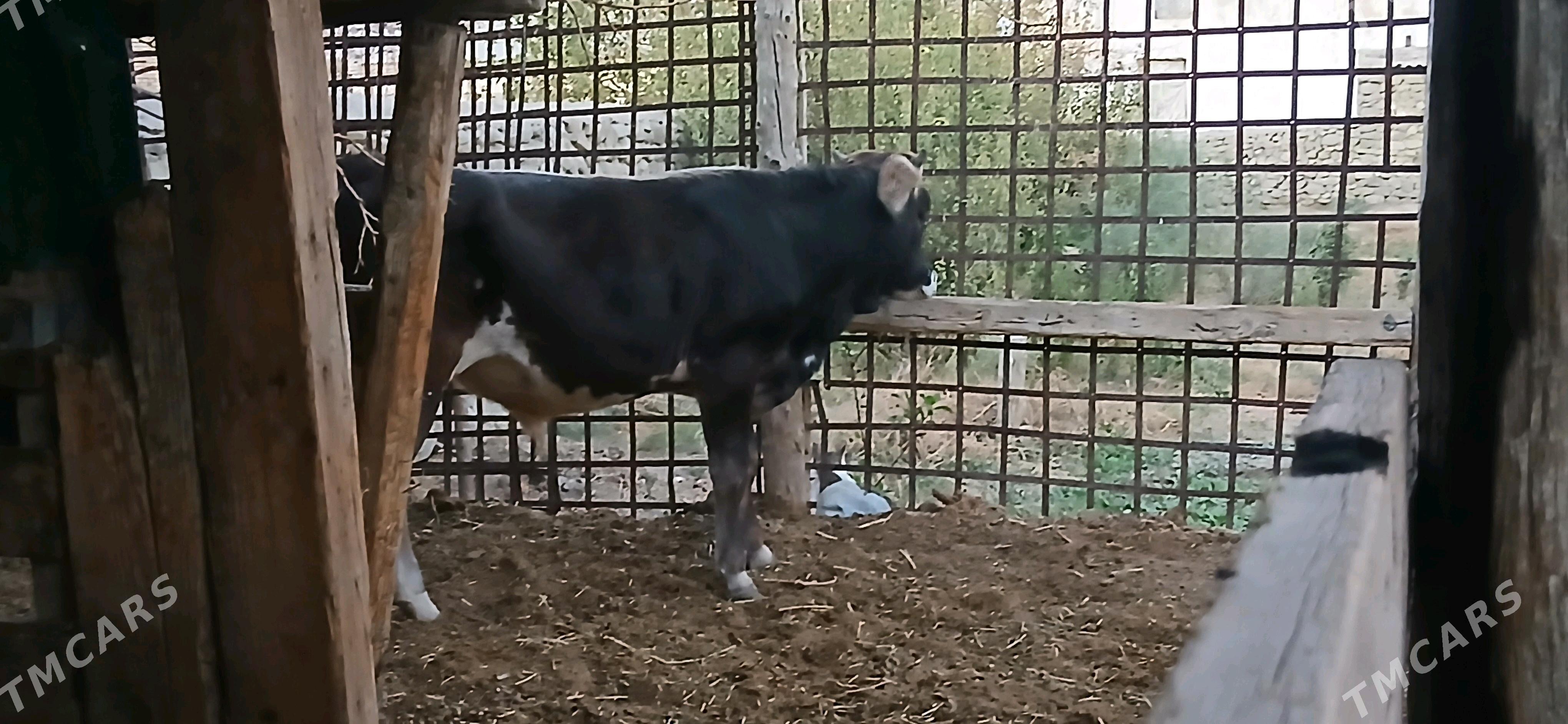 SWES OKUZ - Бахарден - img 2