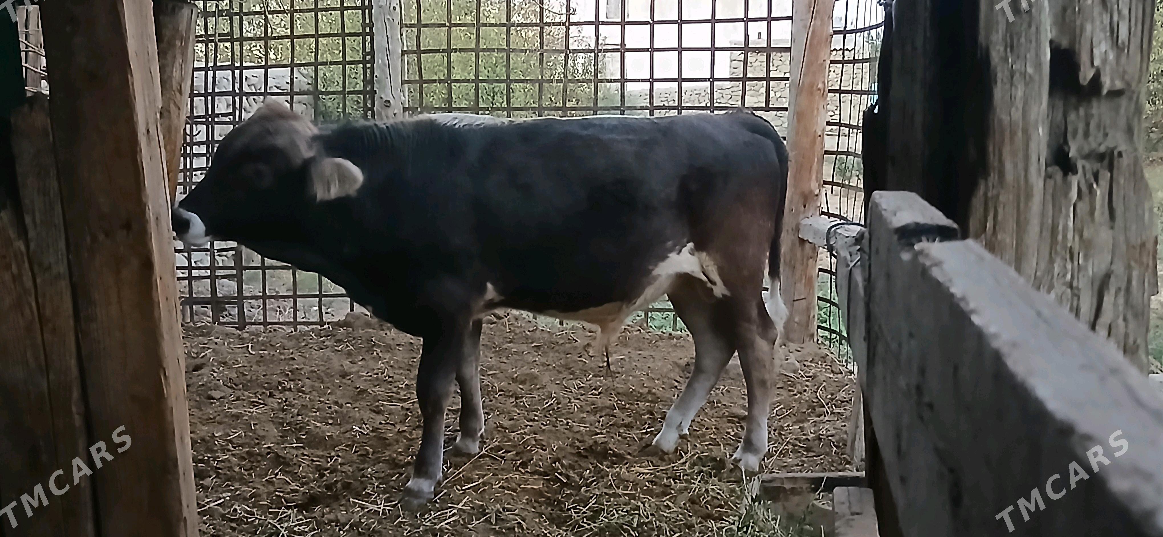 SWES OKUZ - Бахарден - img 3