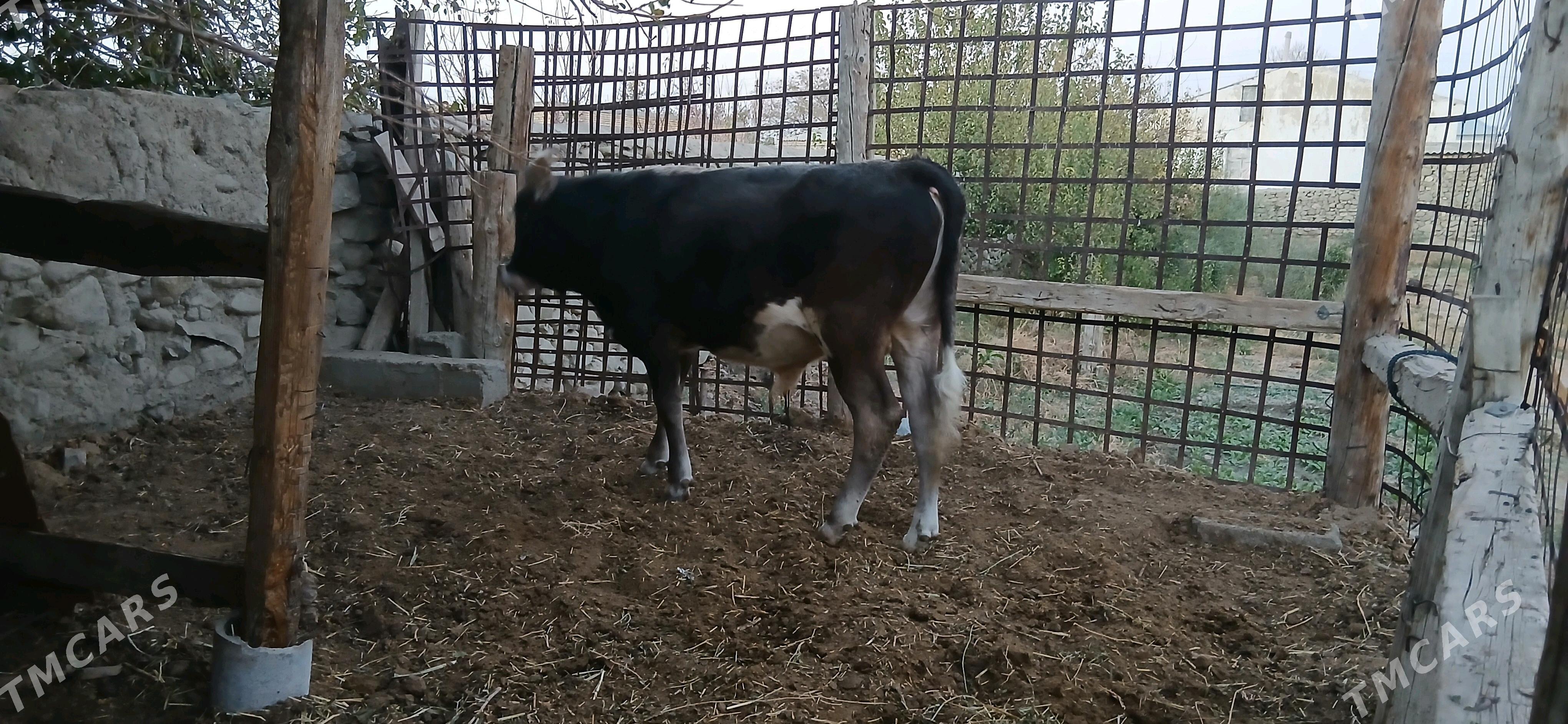 SWES OKUZ - Бахарден - img 4