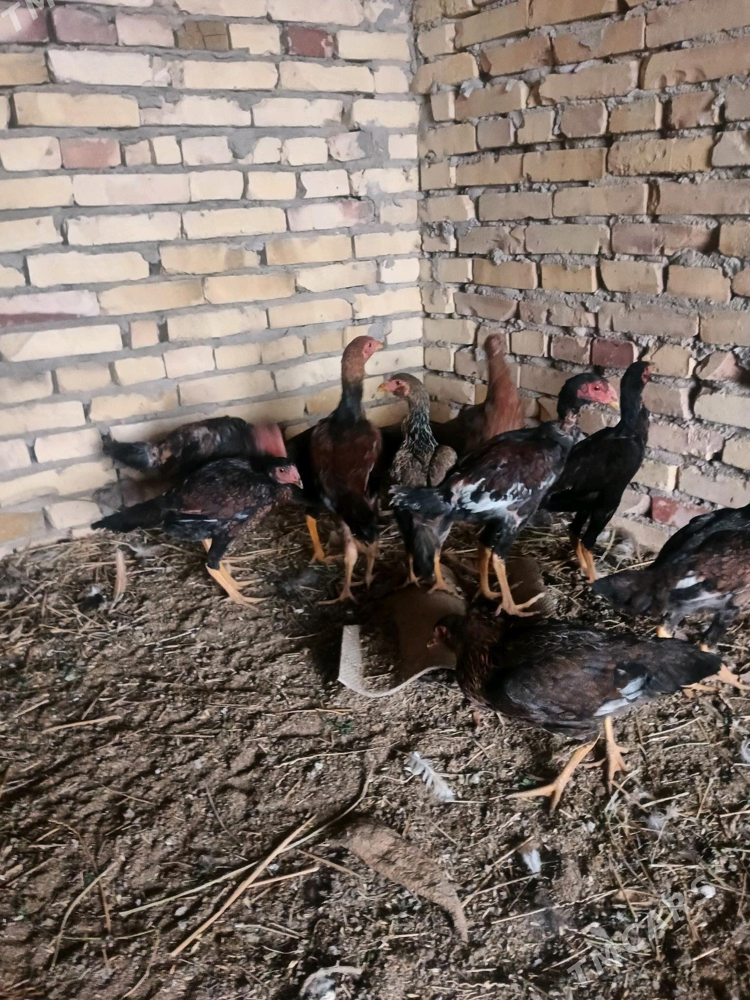 Induk. juyjeler. - Saýat - img 4