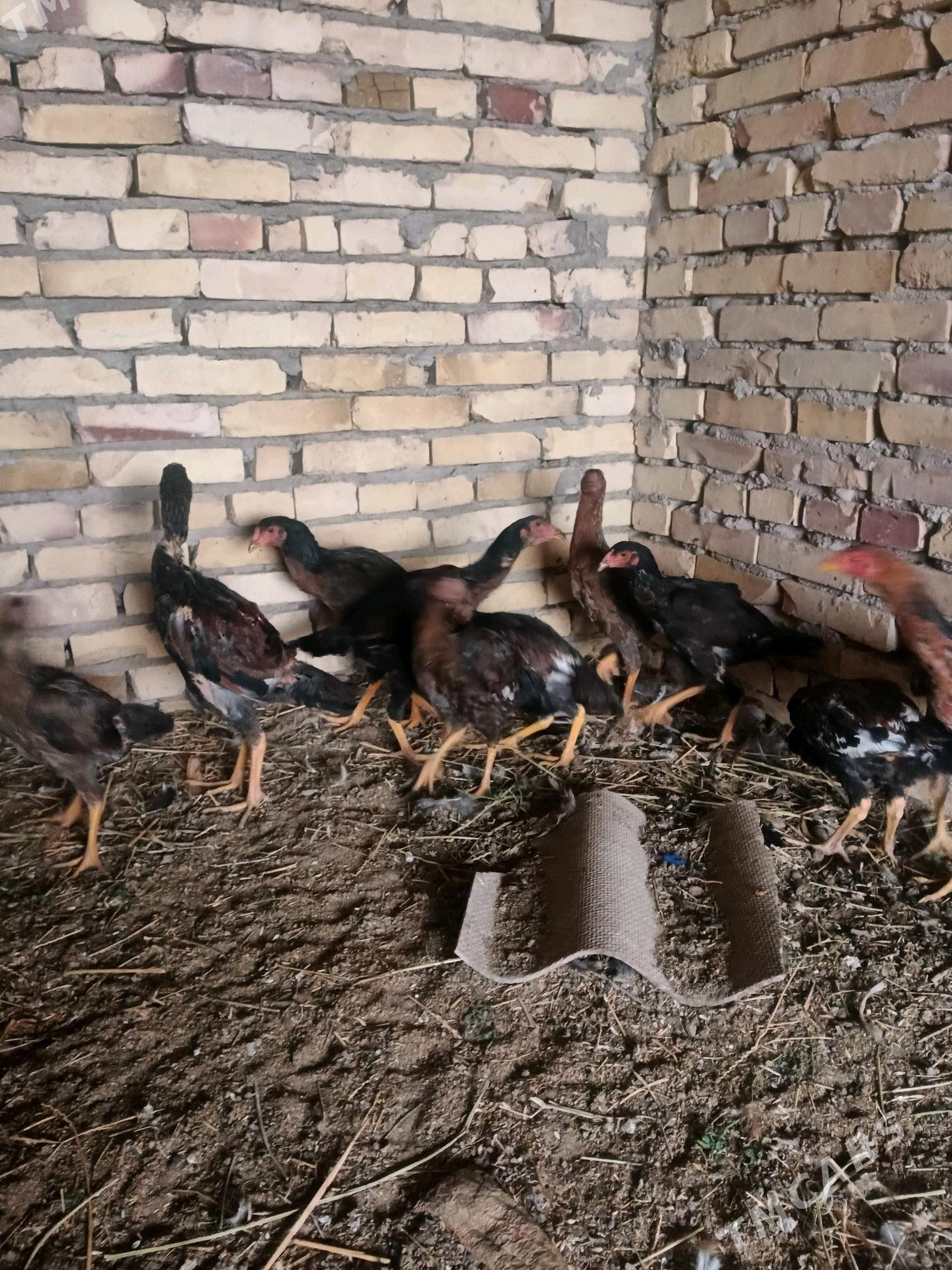 Induk. juyjeler. - Saýat - img 3