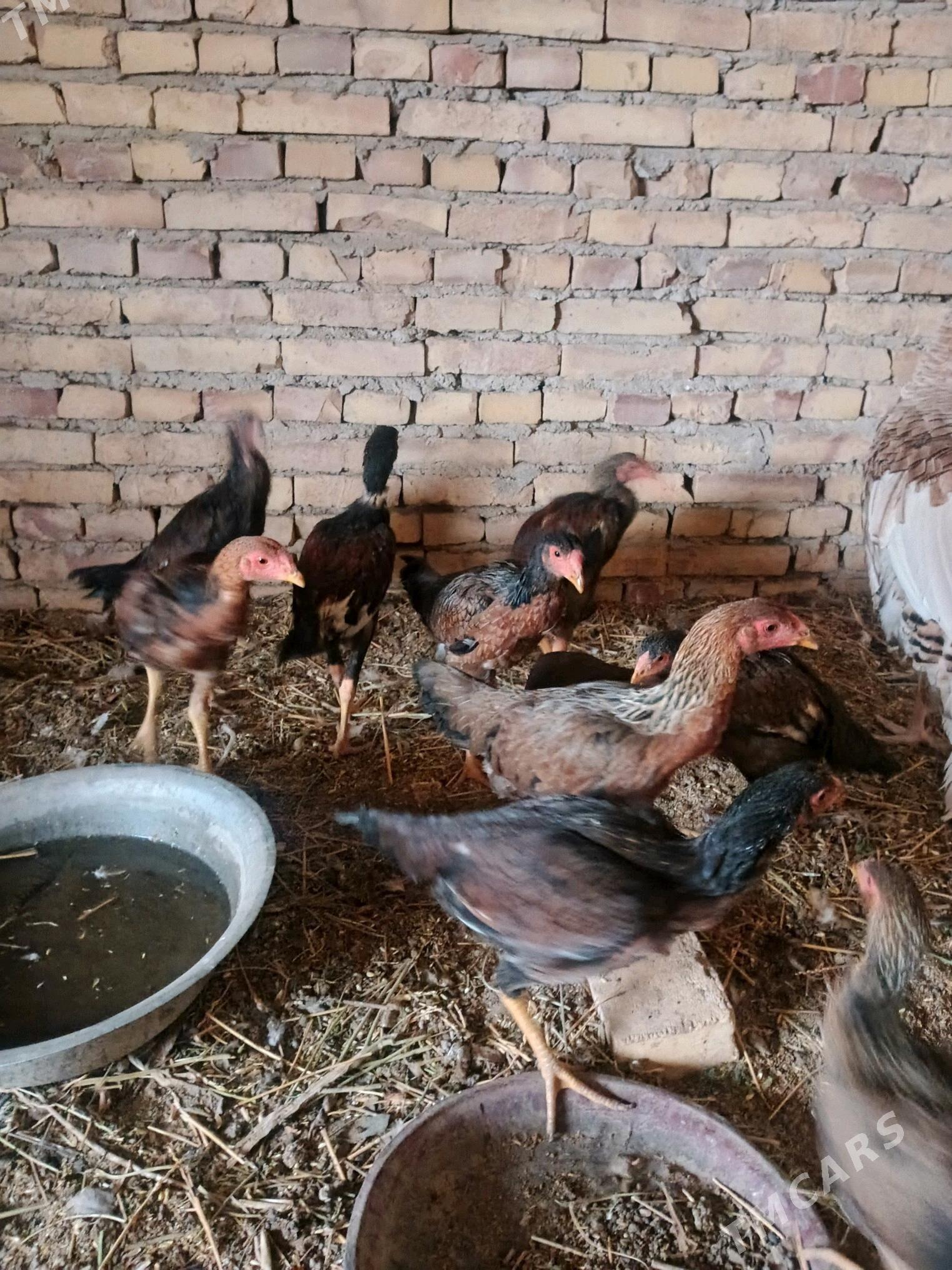 Induk. juyjeler. - Saýat - img 5