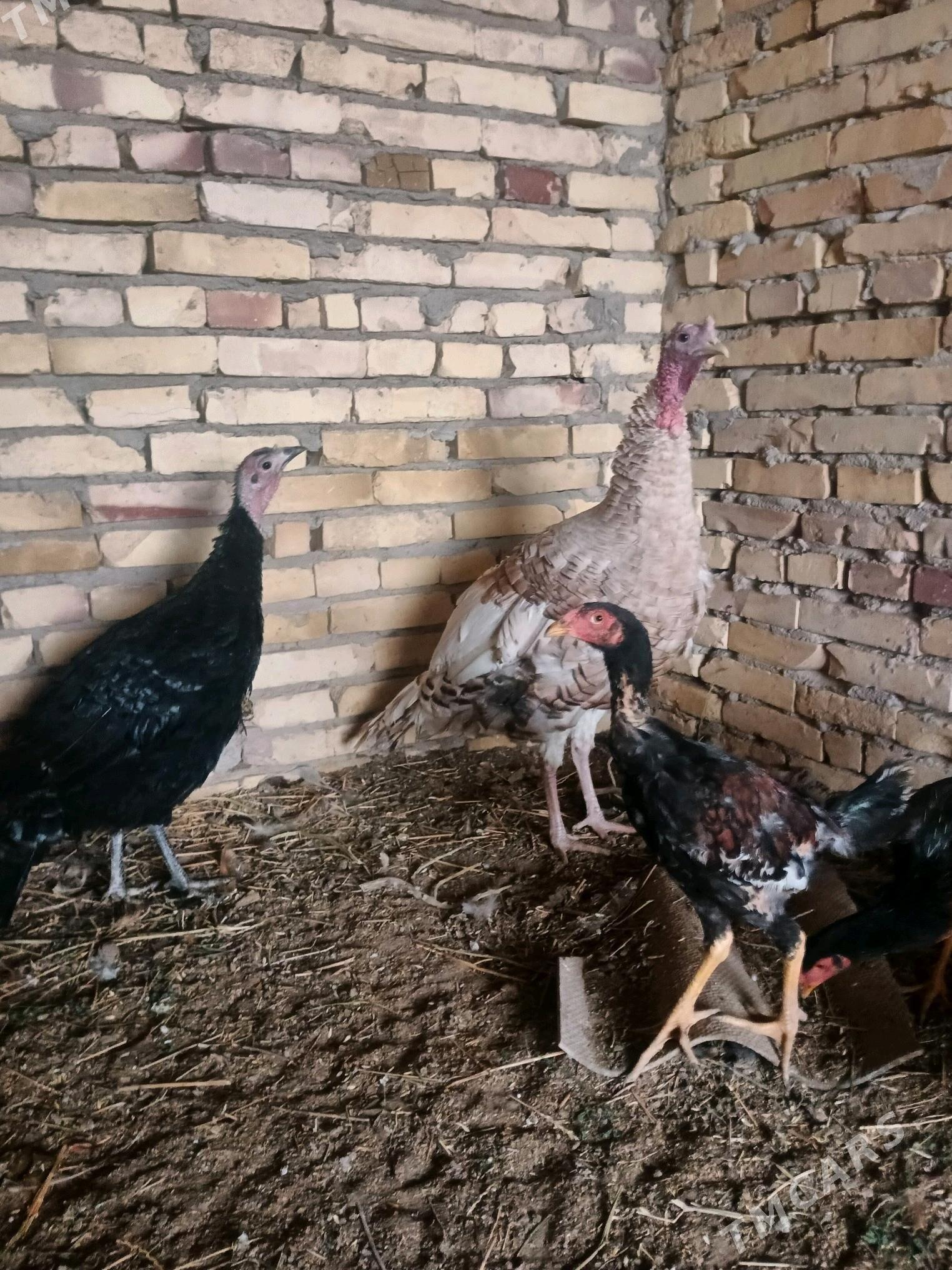 Induk. juyjeler. - Saýat - img 8