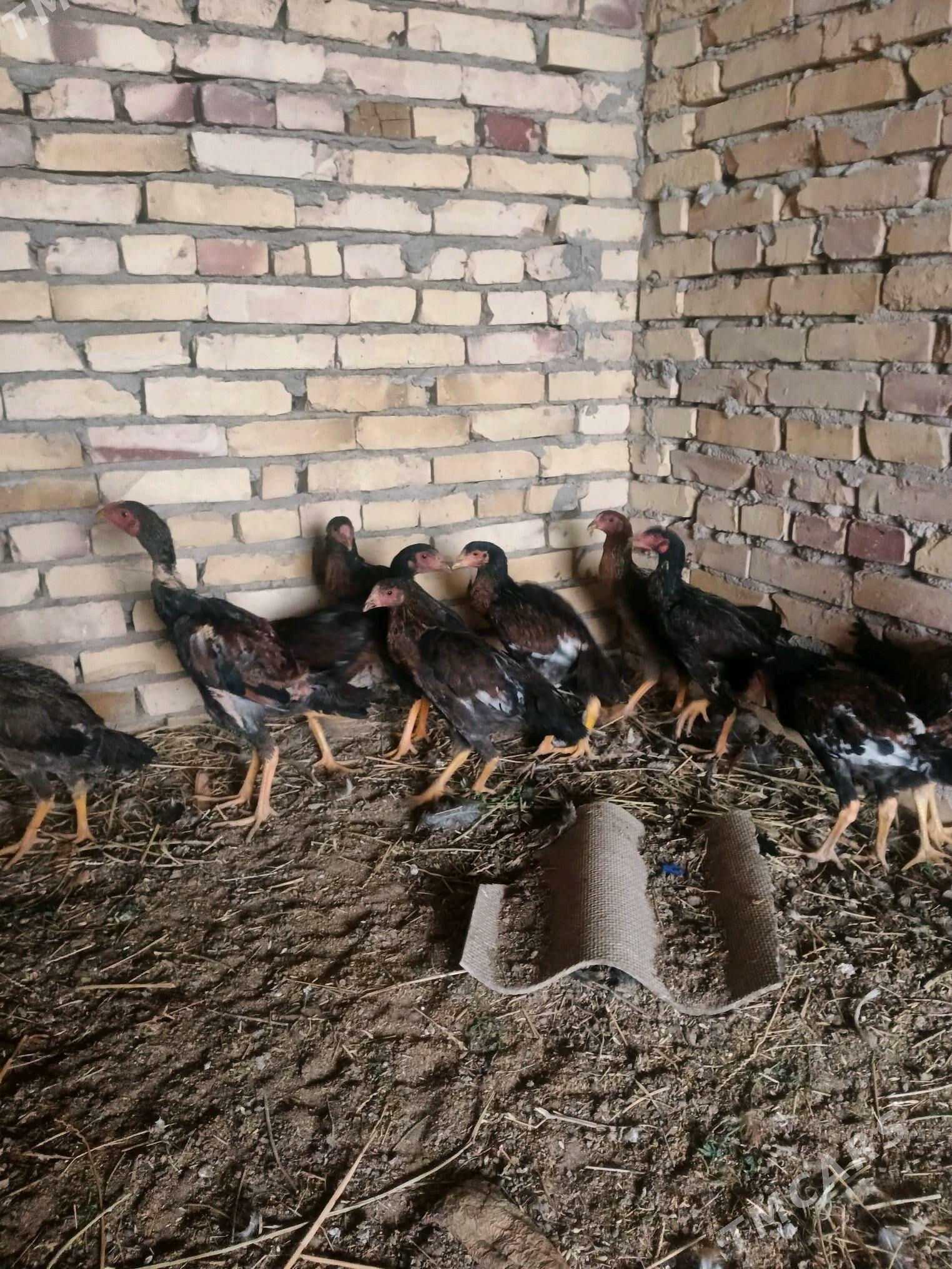 Induk. juyjeler. - Saýat - img 7