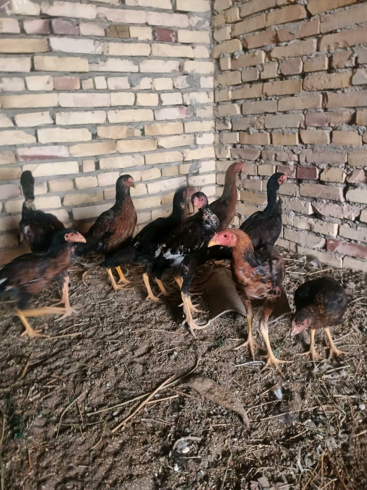 Induk. juyjeler. - Saýat - img 6