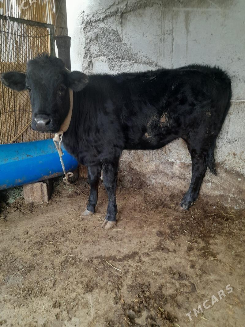 gole tuwe - Ашхабад - img 2