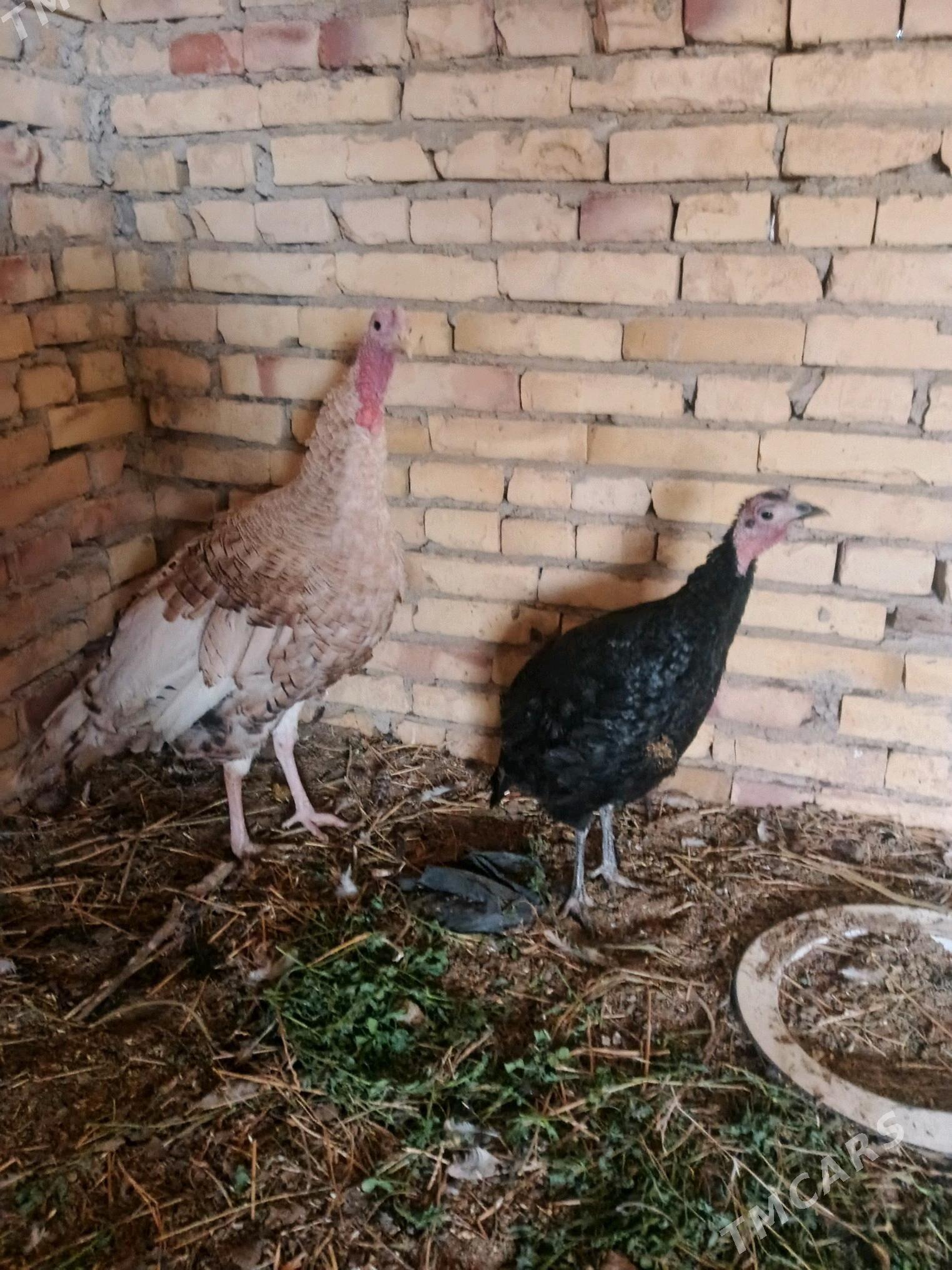 Induk. juyjeler. - Saýat - img 10