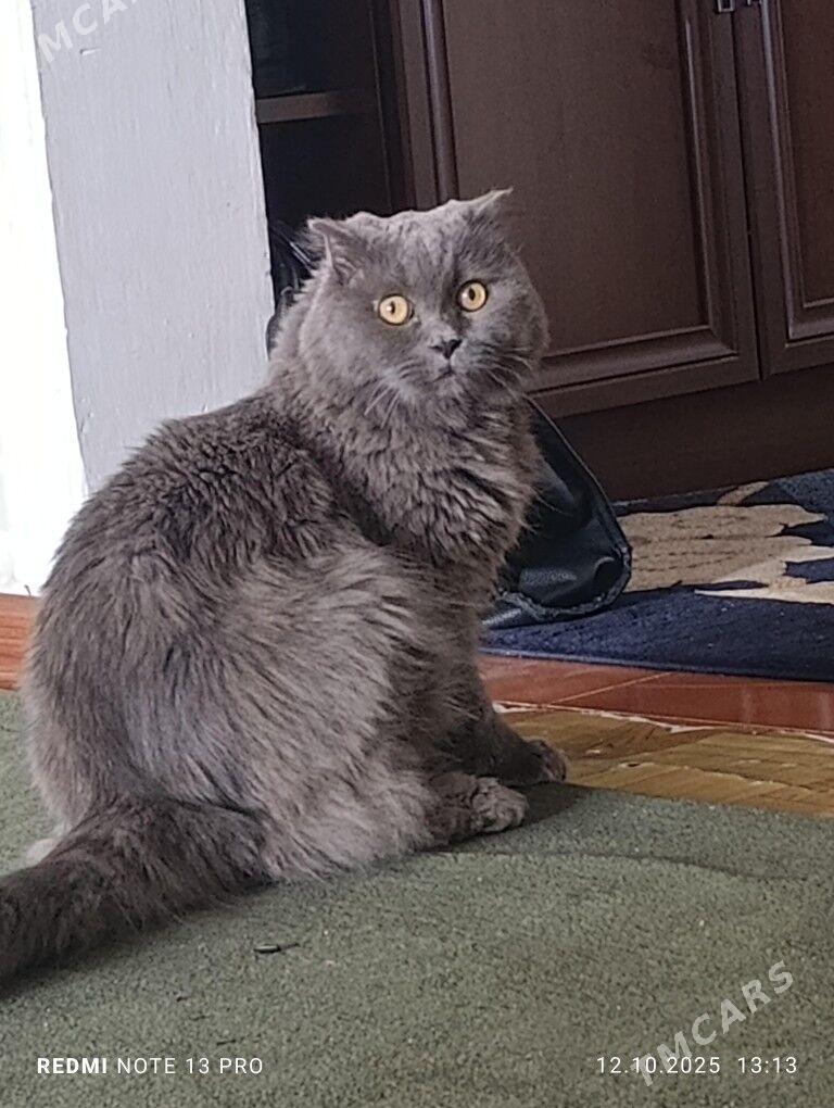 Pişik - Гаудан "В" - img 2