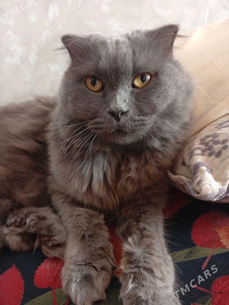 Pişik - Гаудан "В" - img 5