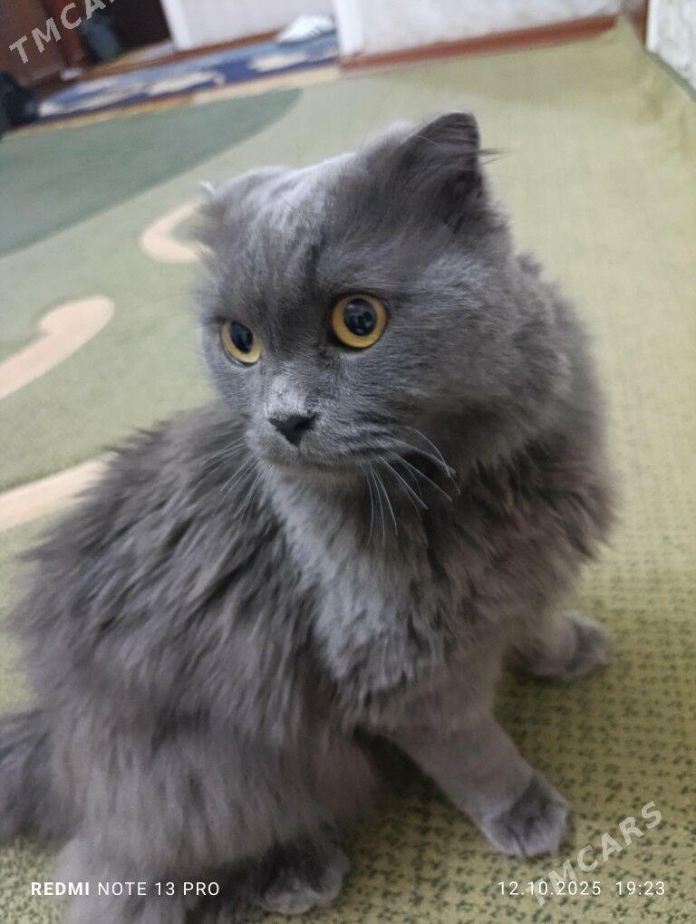 Pişik - Гаудан "В" - img 3