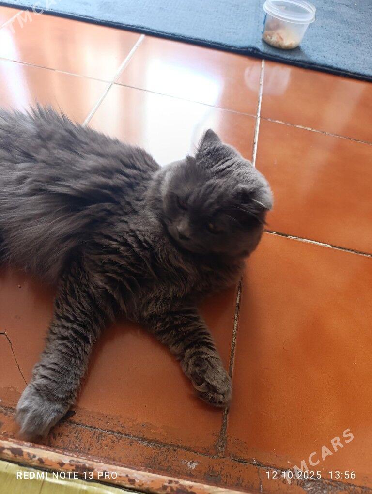 Pişik - Гаудан "В" - img 4