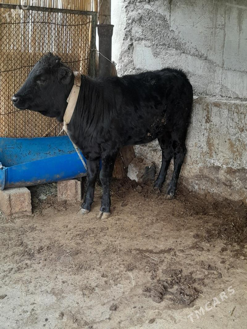 gole tuwe - Ашхабад - img 4