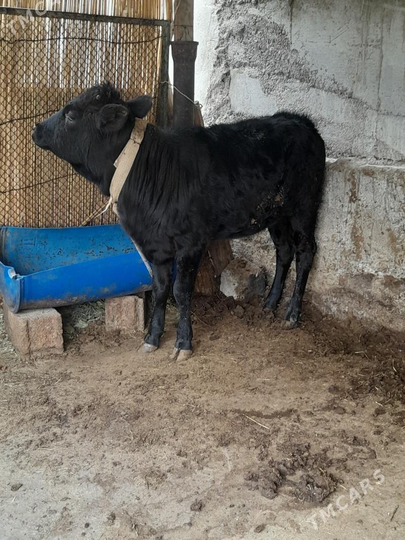 gole tuwe - Ашхабад - img 3