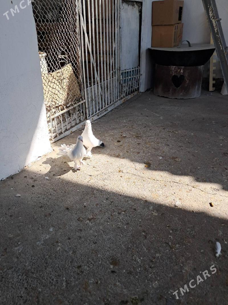 kepderi - Ашхабад - img 2