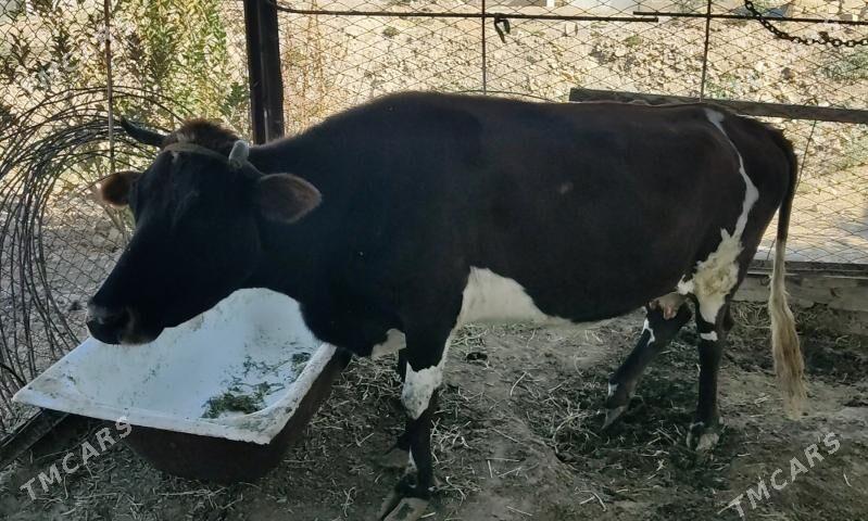 Gysyr Sygyr - Мары - img 3