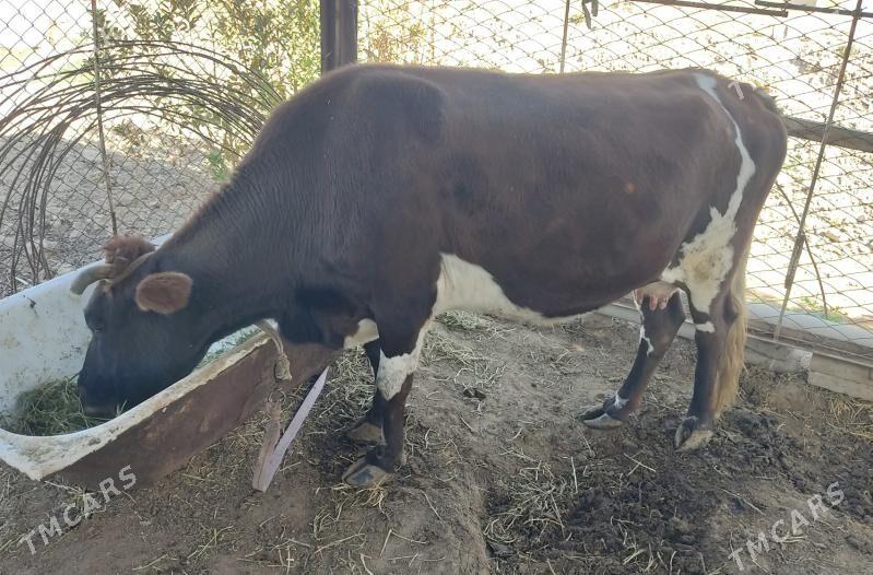 Gysyr Sygyr - Мары - img 2