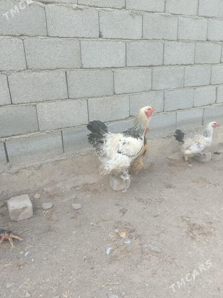 Horaz - Bekrewe - img 3