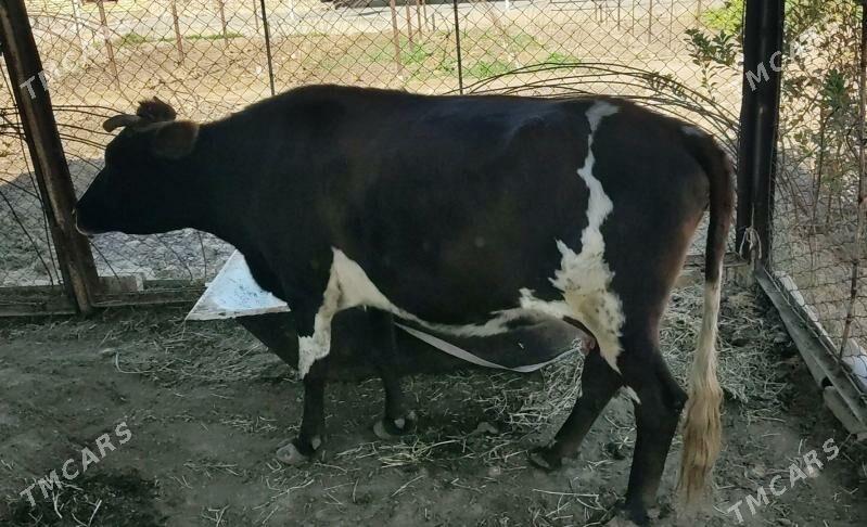 Gysyr Sygyr - Мары - img 1