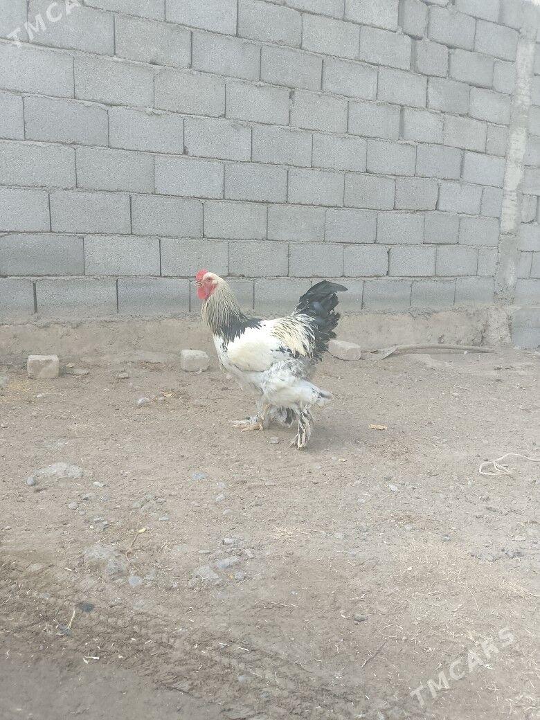 Horaz - Bekrewe - img 2